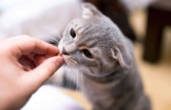 Kedilere Hangi Vitaminler Verilir?