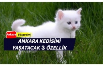 Ankara kedisi için öncelikler