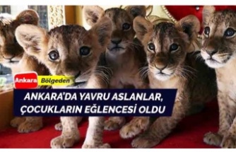 Çocukların eğlencesi haline gelen minik aslanlar Ankara’da ilgi görüyor
