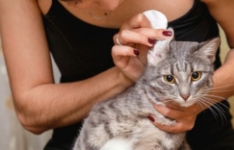 Kedilerde Kulak Uyuzu Nedir ve Tedavisi Nasıldır?
