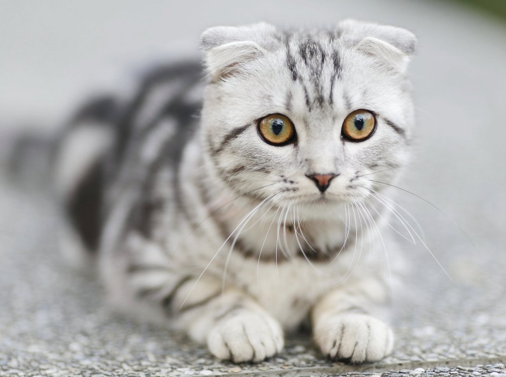 Ruyada Kediyi Evden Kovmak Ne Demek Kedi Hayvanlari Blog