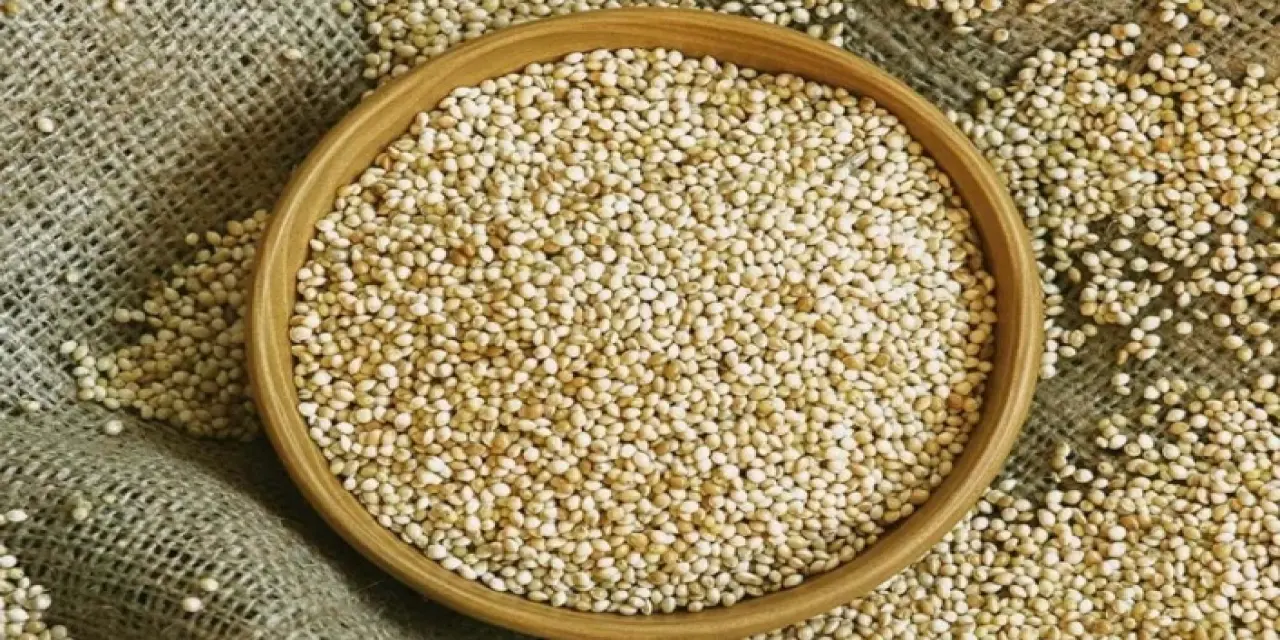 Ak Darı Nedir? Ak Darı Nasıl Yetiştirilir? Ak Darı Faydaları Nedir?