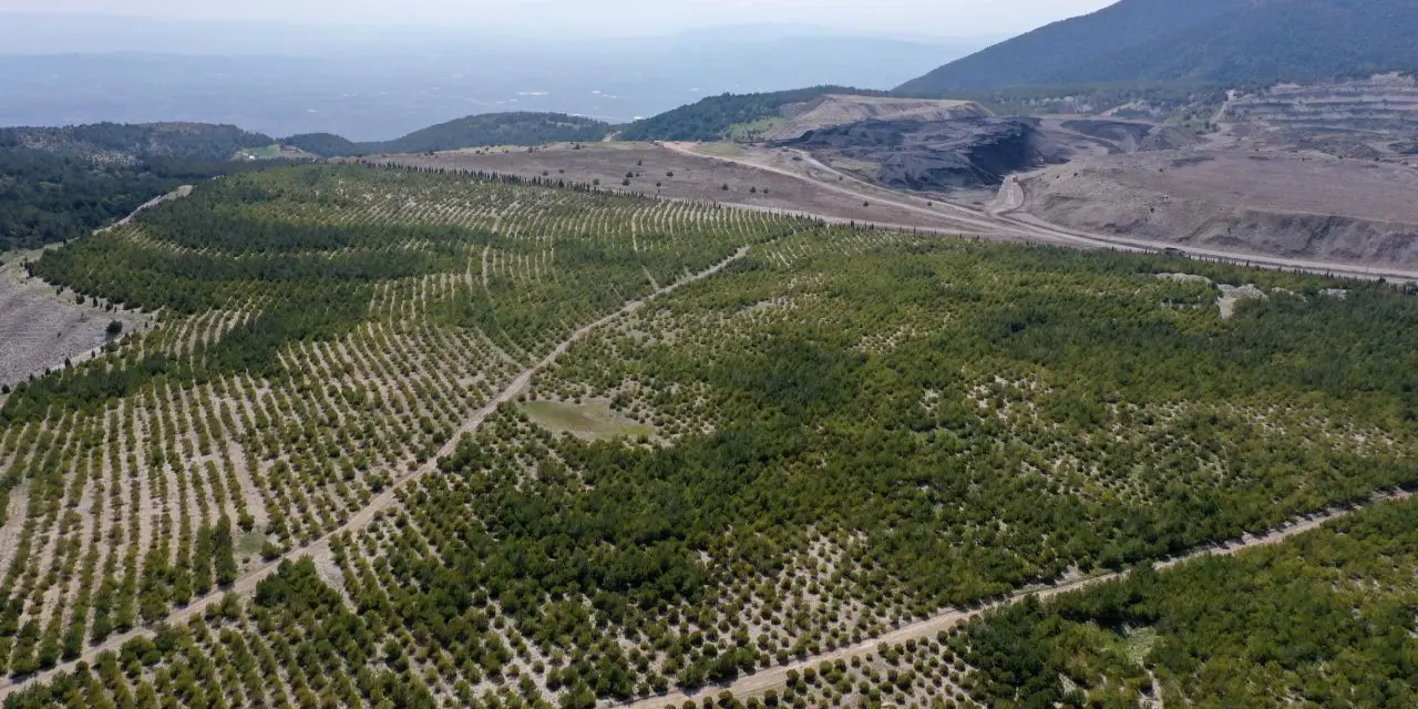 Devletin Ağaçlandırma Teşvik ve Hibe Destekleri: Yeşil Gelecek İçin Atılan Adımlar
