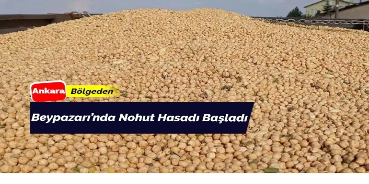 Beypazarı nohut hasadına başladı