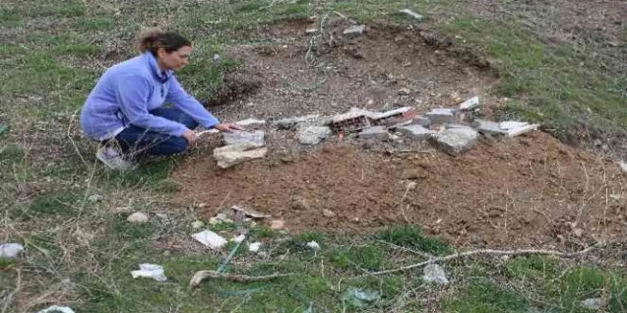 Ankara'da sokak hayvanları bir ayda 6 defa zehirlendi