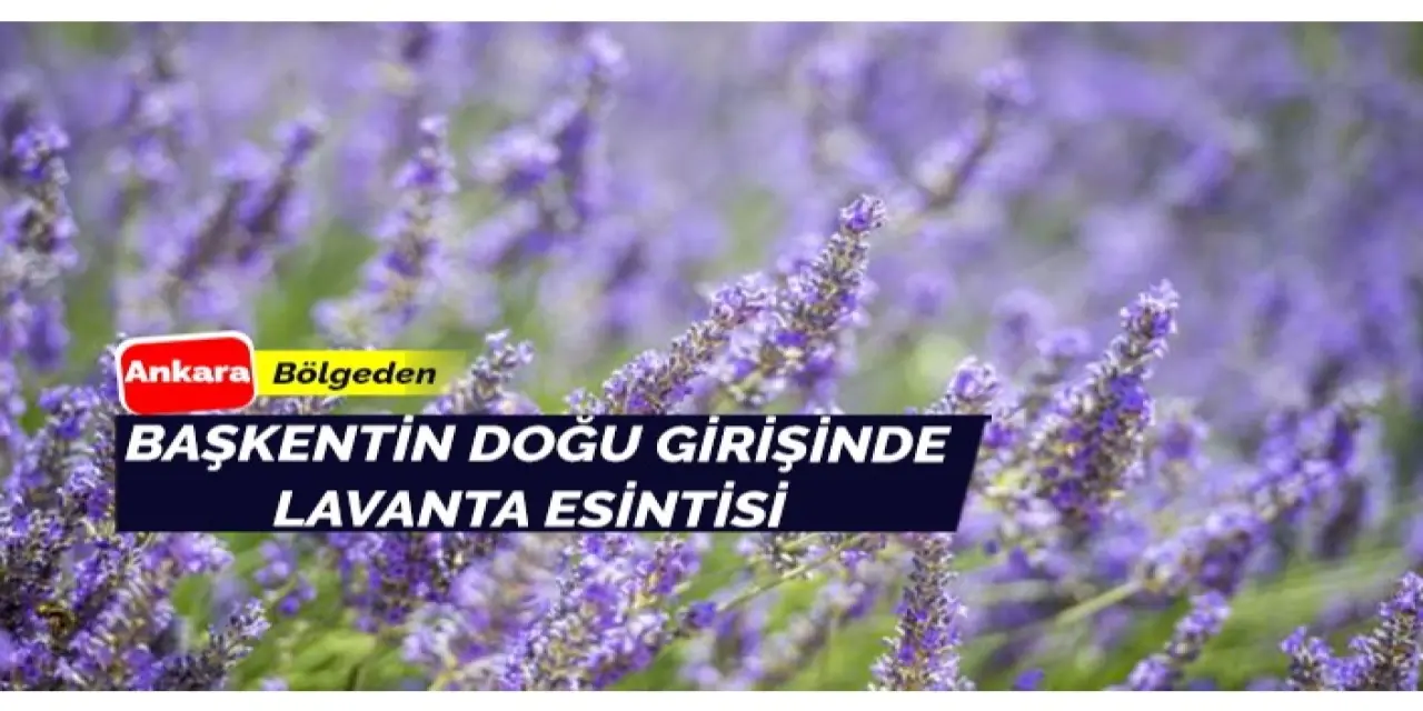 Ankara Girişinde Lavanta Esintisi