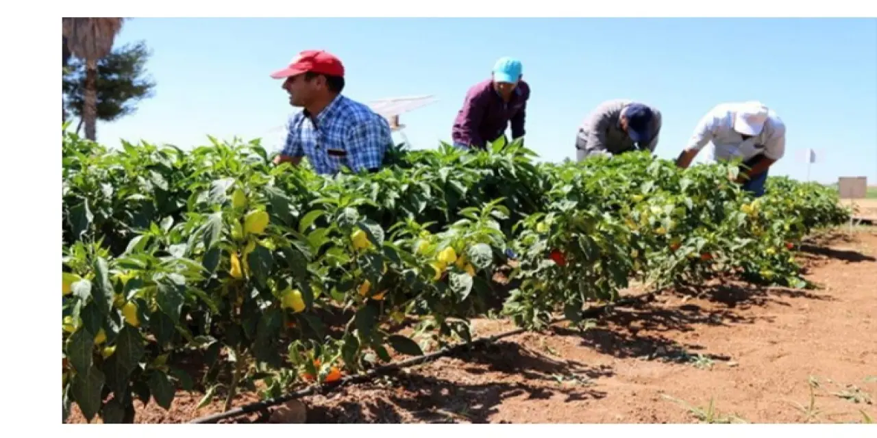 Gölbaşı Belediyesi Ata Tohumu Dağıtımına Başladı