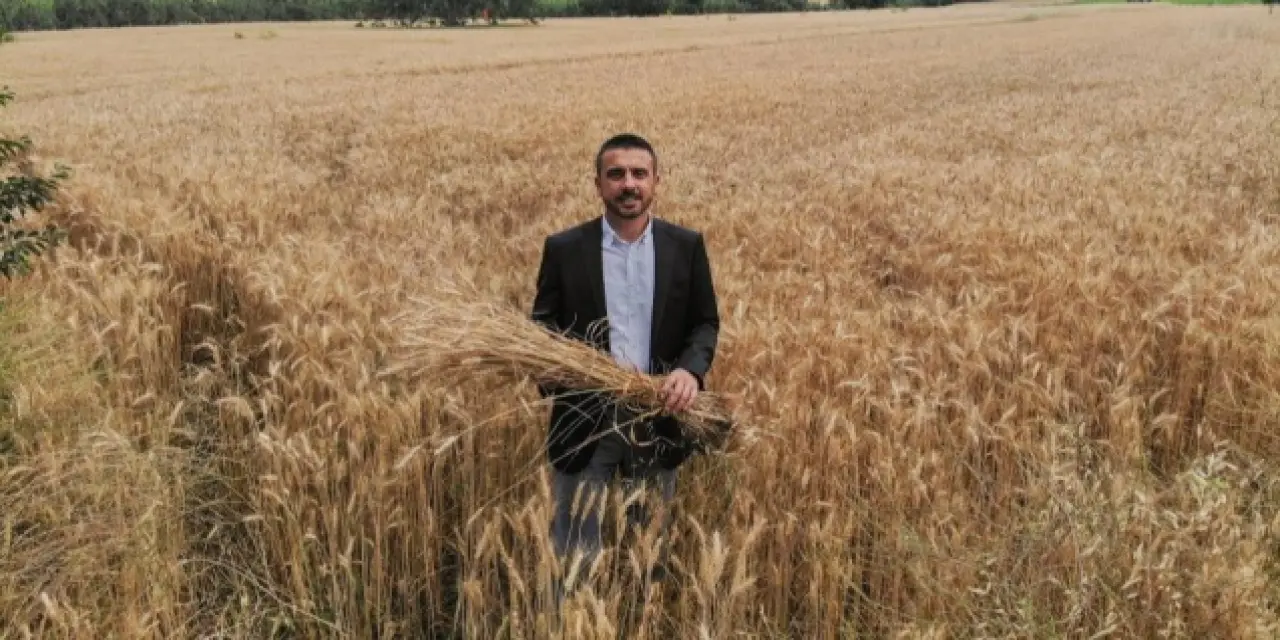 Belediye ekmeğe zam yapmamak için kendi buğdayını ekiyor