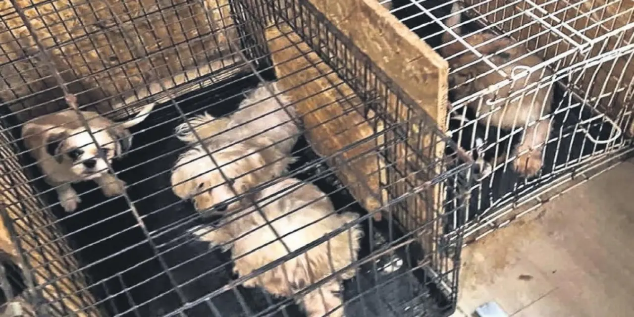 Ankara'da ses telleri kesilen köpekler sahiplendirilecek
