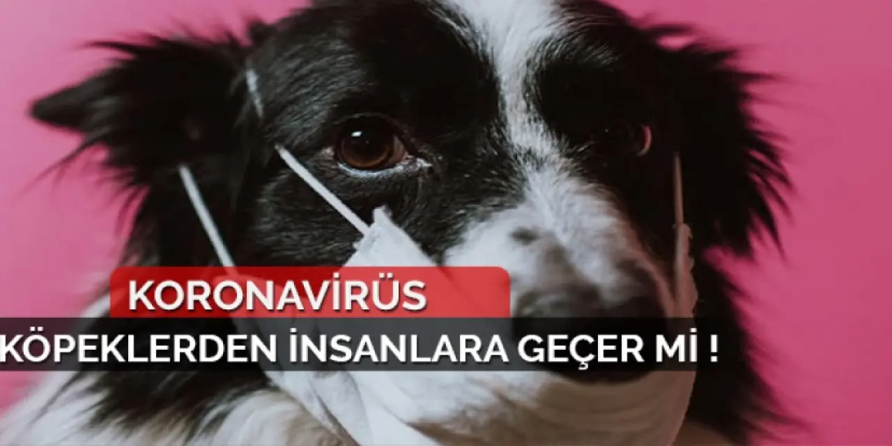 Corona Virüsü Köpekten İnsana Geçer mi