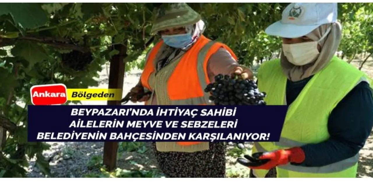 Beypazarı'nda ihtiyaç sahipleri için meyve sebzeler belediye bahçesinden