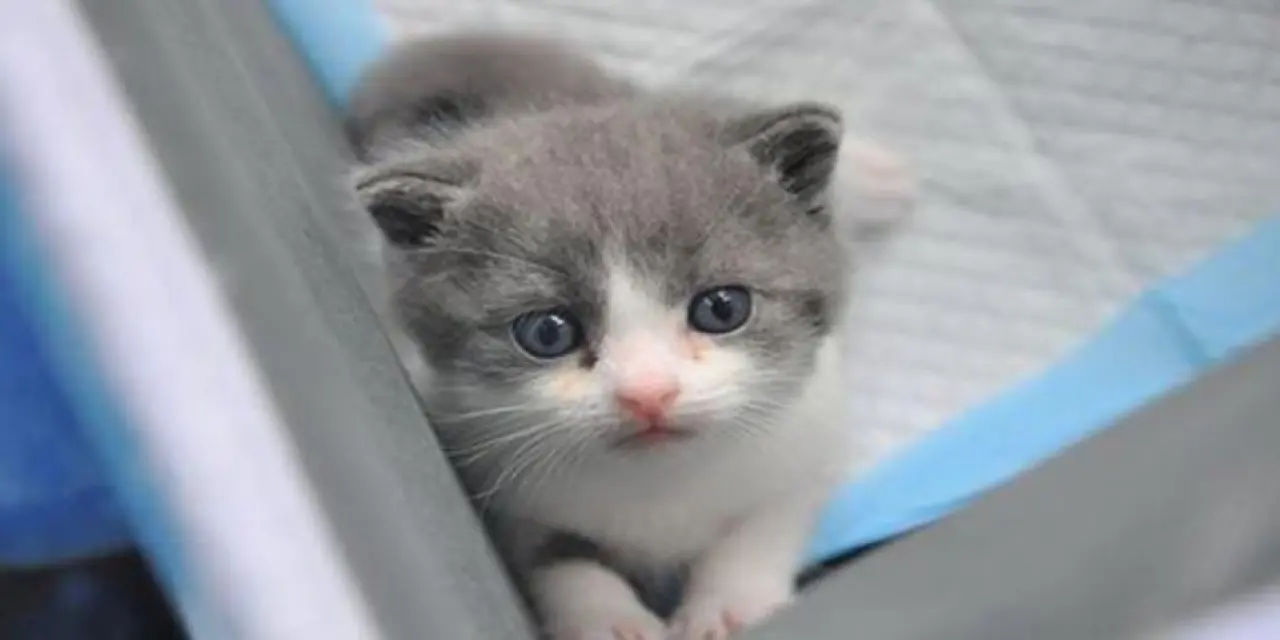 Kedi Pire Temizliği Nasıl Yapılır?