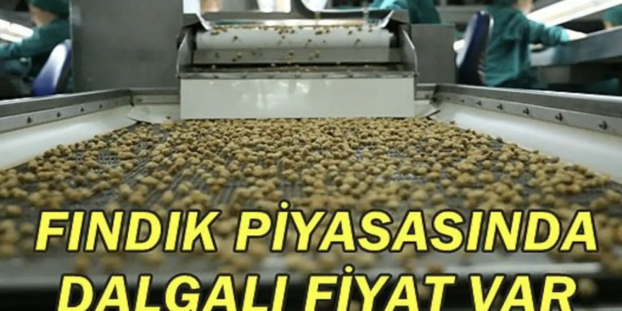 29 Ekim 2023 tarihi itibariyle Samsun fındık fiyatlar