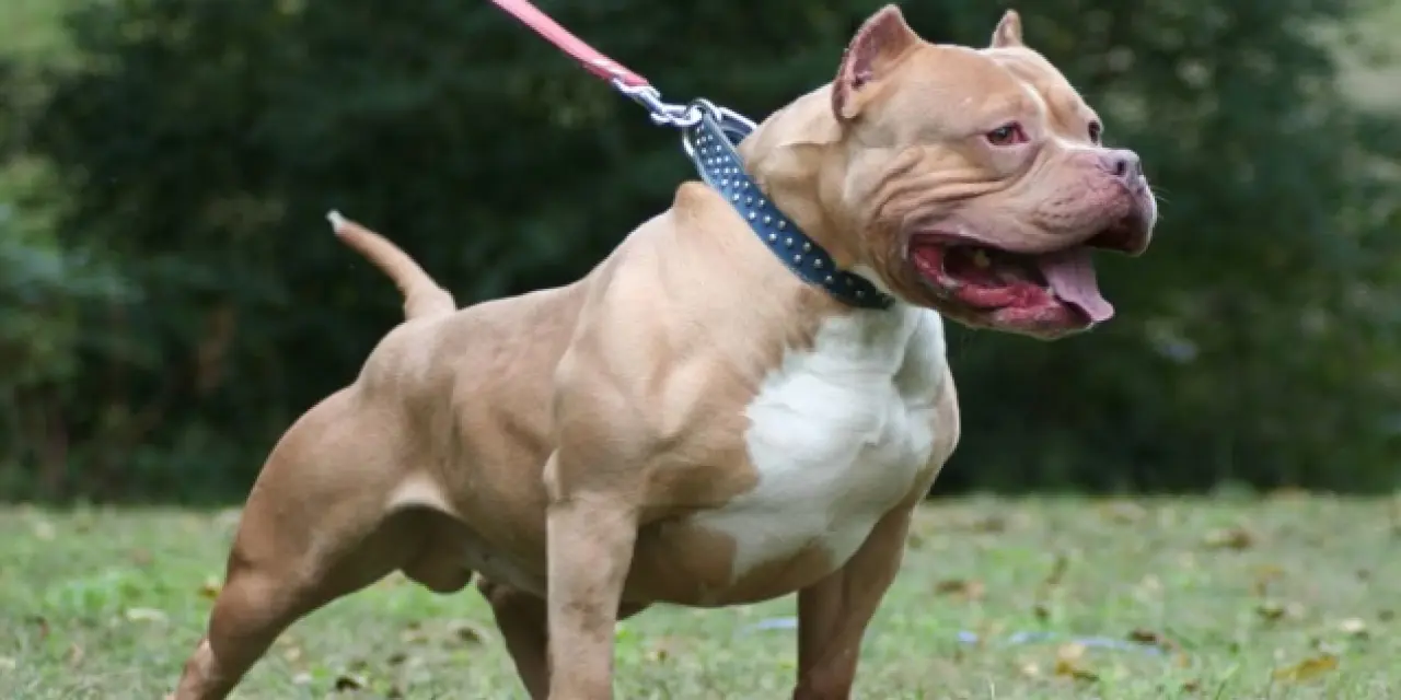 Pitbull cinsi köpeği mahkeme silah sayma yönünde karar verdi