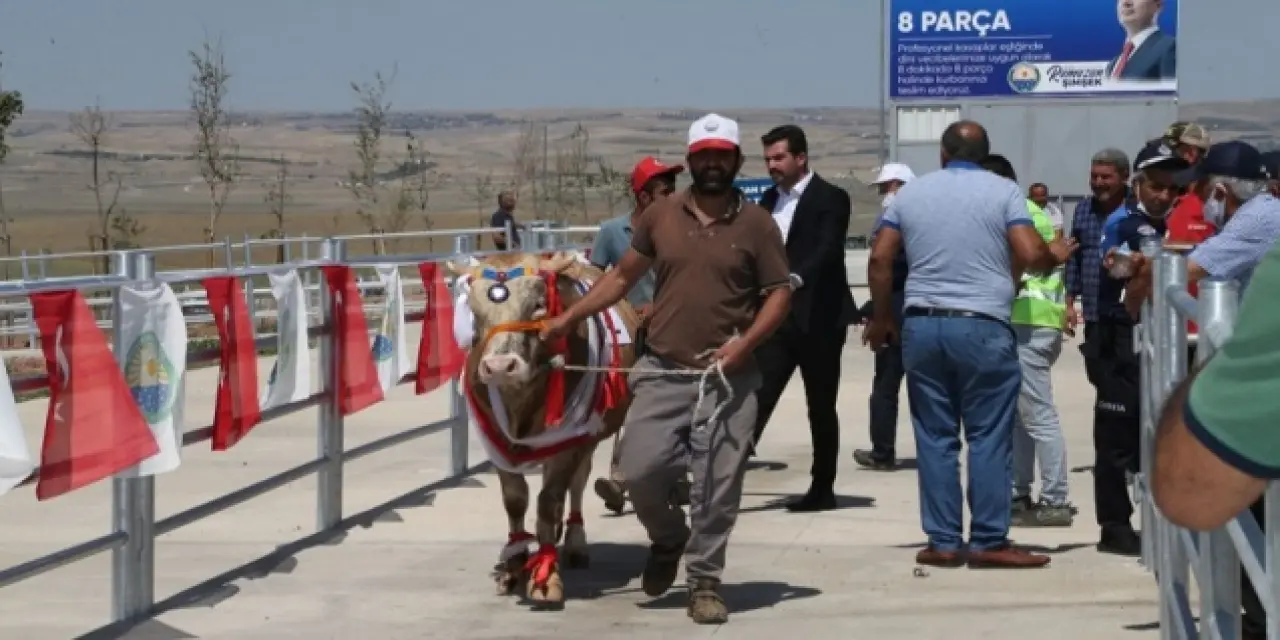 Kurban Güzellik Yarışması’nı ‘Asil’ kazandı