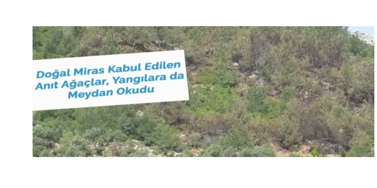 Anıt ağaçlar yangınlara meydan okudu
