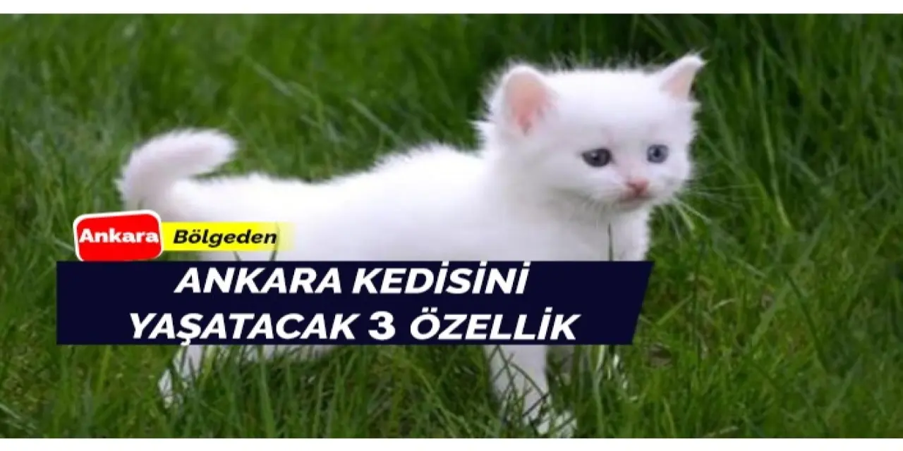 Ankara kedisi için öncelikler