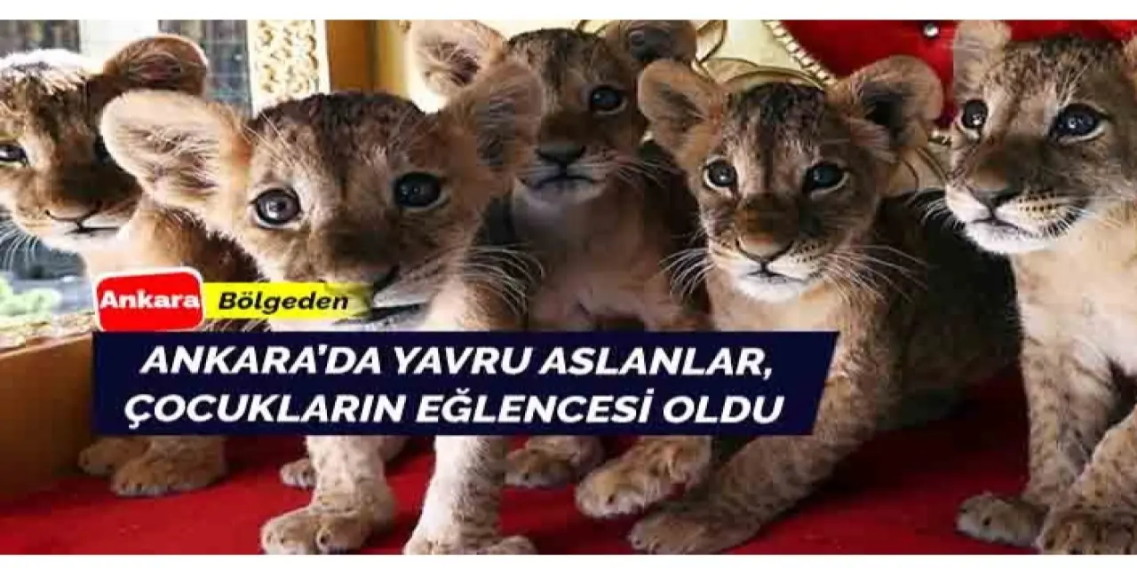 Çocukların eğlencesi haline gelen minik aslanlar Ankara’da ilgi görüyor