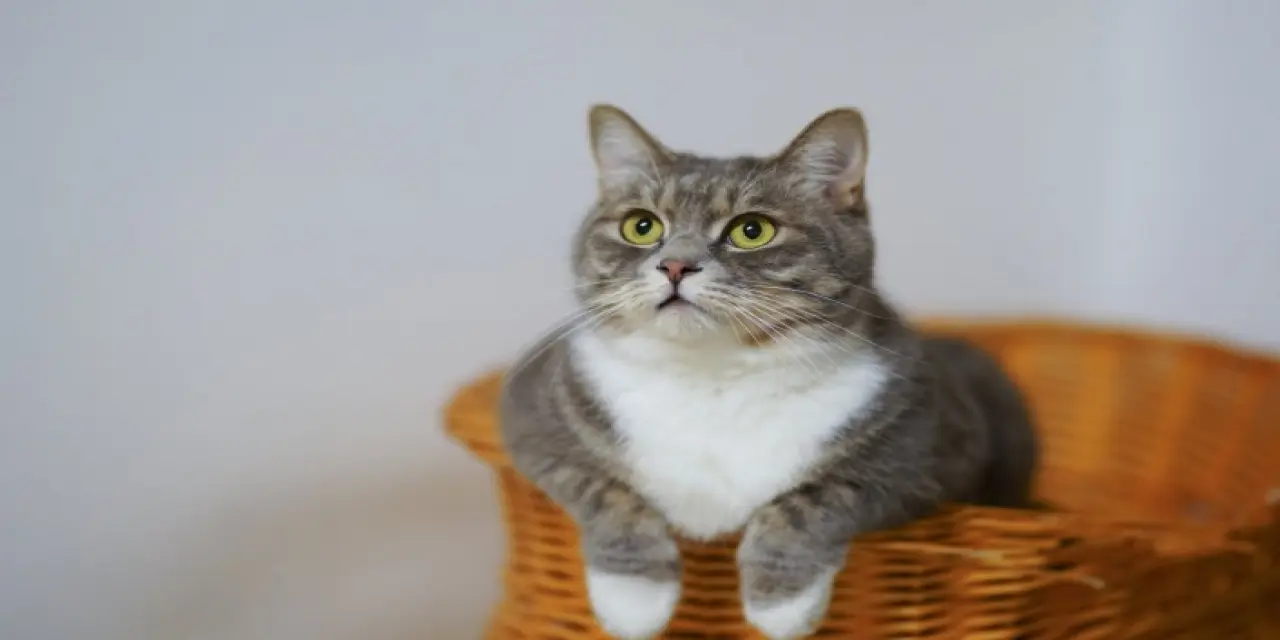 Rüyada Kedi Görmek Ne Anlama Gelir?