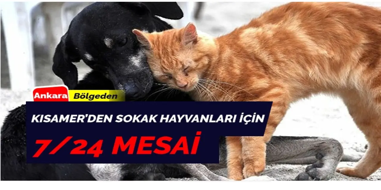 KISAMER’in Sokak Hayvanları İçin Mesai Saatleri 7/24