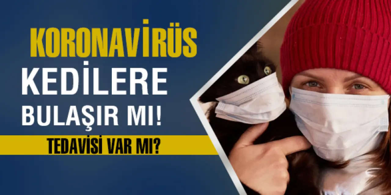 Kedilerde Koronavirüsü  Nasıl Tedavi Edilir