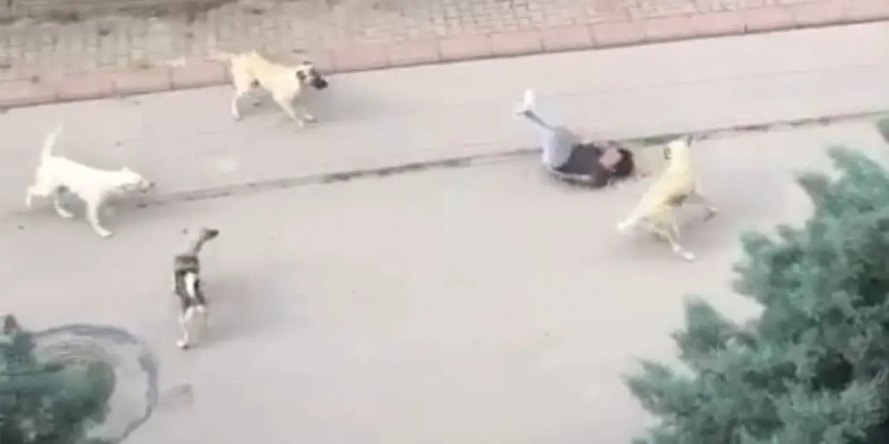 Ankara'da korkutucu görüntüler! 6 sokak köpeğinden küçük çocuğa saldırı