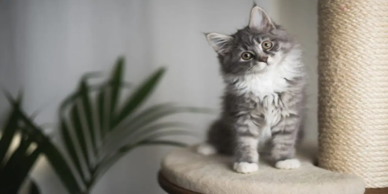 Yavru Kedi Annesinden Ne Zaman Ayrılmalıdır?
