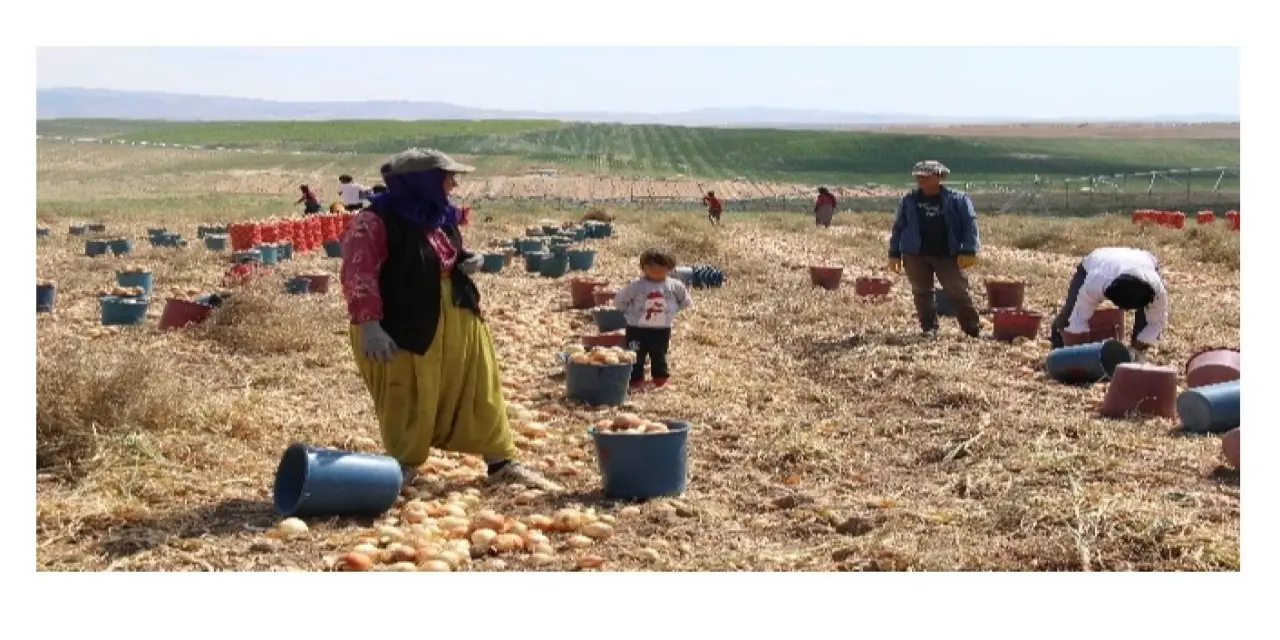 Soğan hasadı başladı